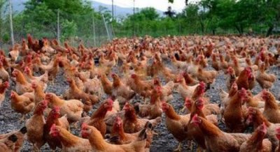 ​现在农村养殖什么赚钱(今年农村养殖什么最赚钱)