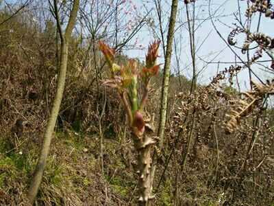 野菜也疯狂，这种嫩芽菜营养价值很高，非常受欢迎！