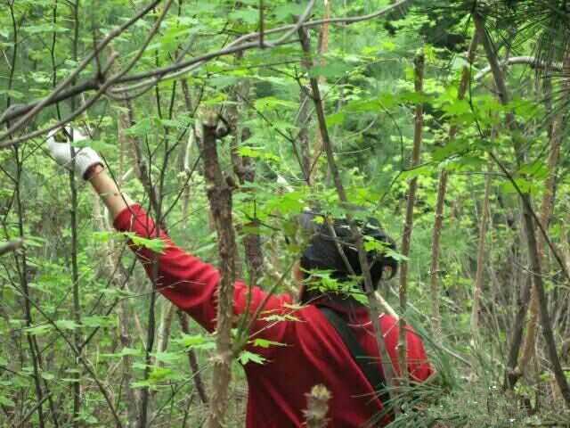 野菜也疯狂，这种嫩芽菜营养价值很高，非常受欢迎！