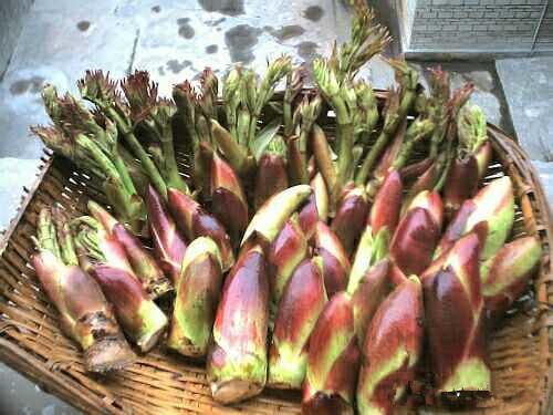 野菜也疯狂，这种嫩芽菜营养价值很高，非常受欢迎！