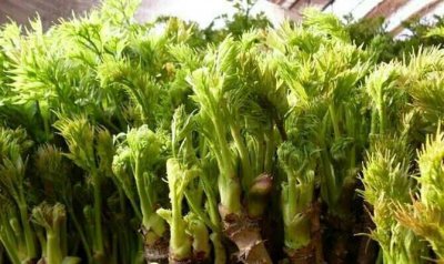 ​野菜也疯狂，这种嫩芽菜营养价值很高，非常受欢迎！