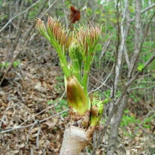 野菜也疯狂，这种嫩芽菜营养价值很高，非常受欢迎！
