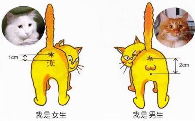 ​养猫，公猫好还是母猫好呢？