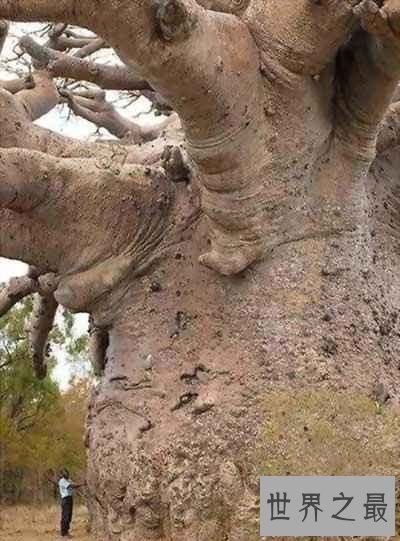 关于树的世界之最，传说中最大最古老的树