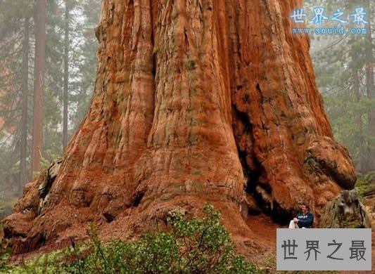 关于树的世界之最，传说中最大最古老的树