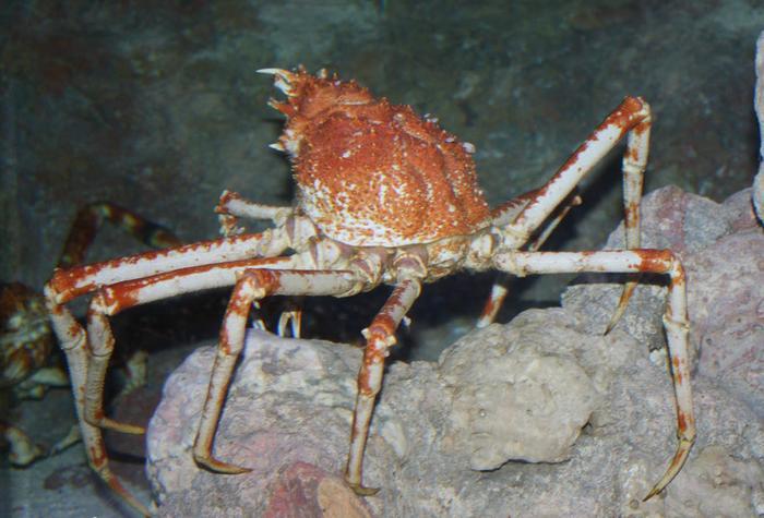 世界上最大的螃蟹叫“杀人蟹”，全身长达三四米，但对付不了人类