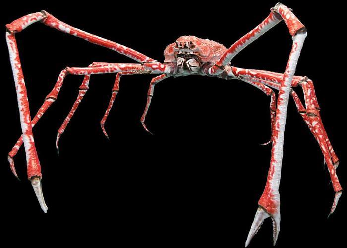 世界上最大的螃蟹叫“杀人蟹”，全身长达三四米，但对付不了人类