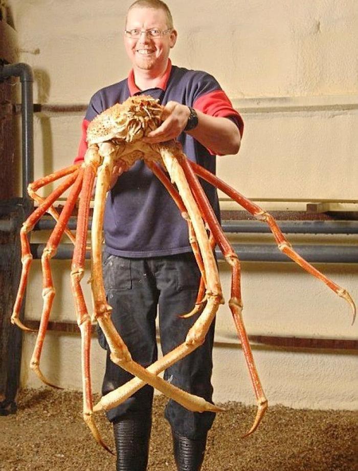 世界上最大的螃蟹叫“杀人蟹”，全身长达三四米，但对付不了人类