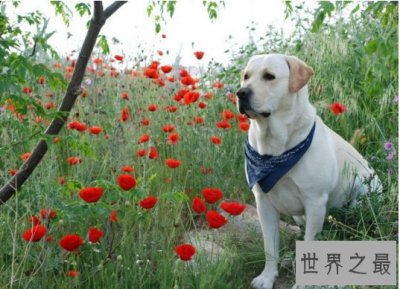 ​世界上最长寿的狗，29岁的拉布拉多已逝世（相当于人类203岁）
