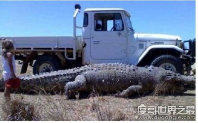 ​世界上最大的鳄鱼，最大体长可超过7米体重超过1600公斤