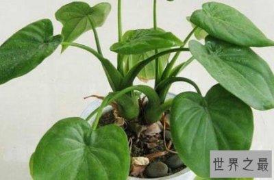 ​家养有毒植物排行榜 滴水观音第一，含羞草、仙人掌上榜