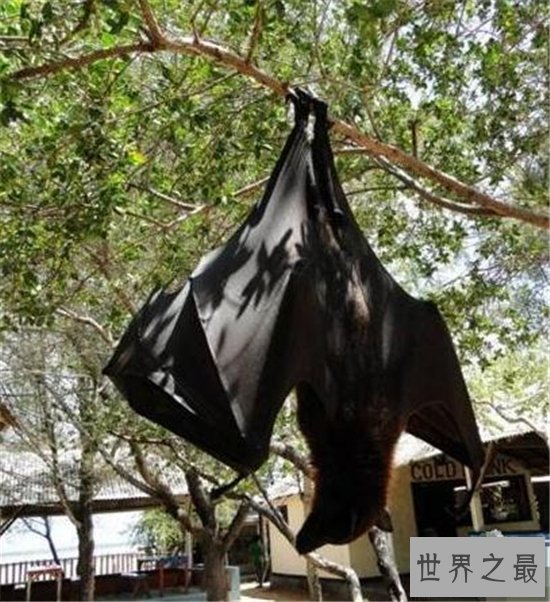 巨型蝙蝠又叫马来西亚狐蝠,人类捕杀它们用以果腹