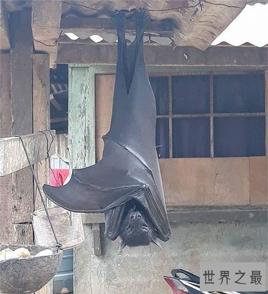 巨型蝙蝠又叫马来西亚狐蝠,人类捕杀它们用以果腹