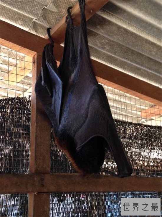 巨型蝙蝠又叫马来西亚狐蝠,人类捕杀它们用以果腹