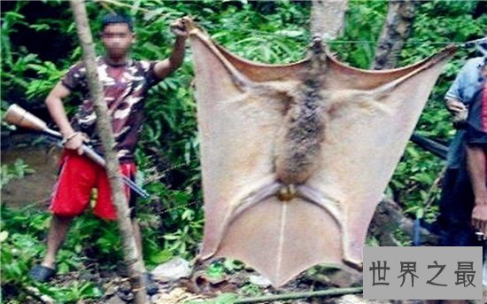 巨型蝙蝠又叫马来西亚狐蝠,人类捕杀它们用以果腹