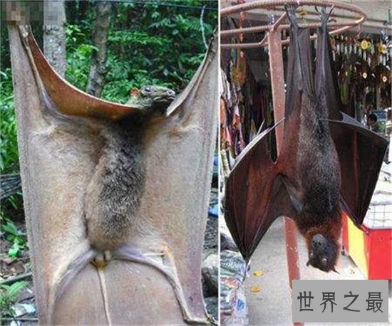 巨型蝙蝠又叫马来西亚狐蝠,人类捕杀它们用以果腹