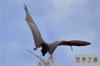 ​巨型蝙蝠又叫马来西亚狐蝠，人类捕杀它们用以果腹