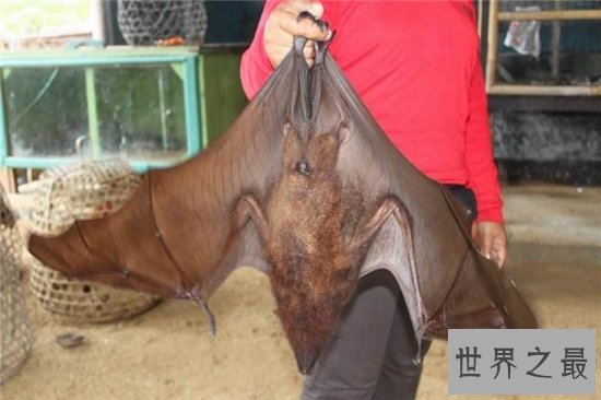 巨型蝙蝠又叫马来西亚狐蝠,人类捕杀它们用以果腹