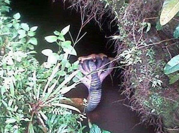 印度五头蛇真的存在吗(印度五头蛇长什么样)(1)_