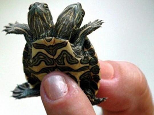 印度五头蛇真的存在吗(印度五头蛇长什么样)(4)_