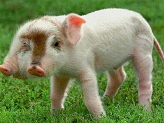 印度五头蛇真的存在吗(印度五头蛇长什么样)(2)_