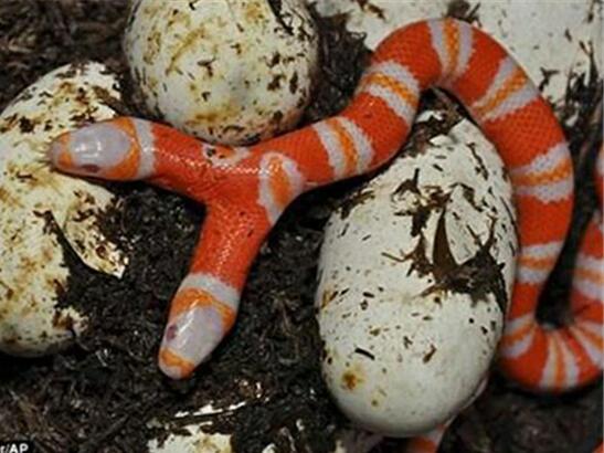 印度五头蛇真的存在吗(印度五头蛇长什么样)(3)_