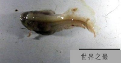 ​人类接触到最深海洋鱼类:深海8178米发现狮子鱼