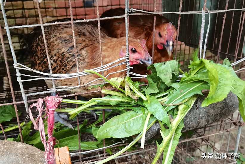 养兔子种植什么牧草最好(适合养兔子的牧草品种)