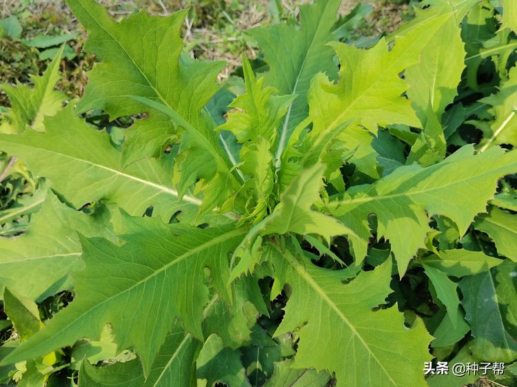 养兔子种植什么牧草最好(适合养兔子的牧草品种)