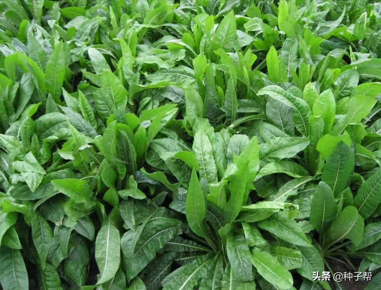 养兔子种植什么牧草最好(适合养兔子的牧草品种)