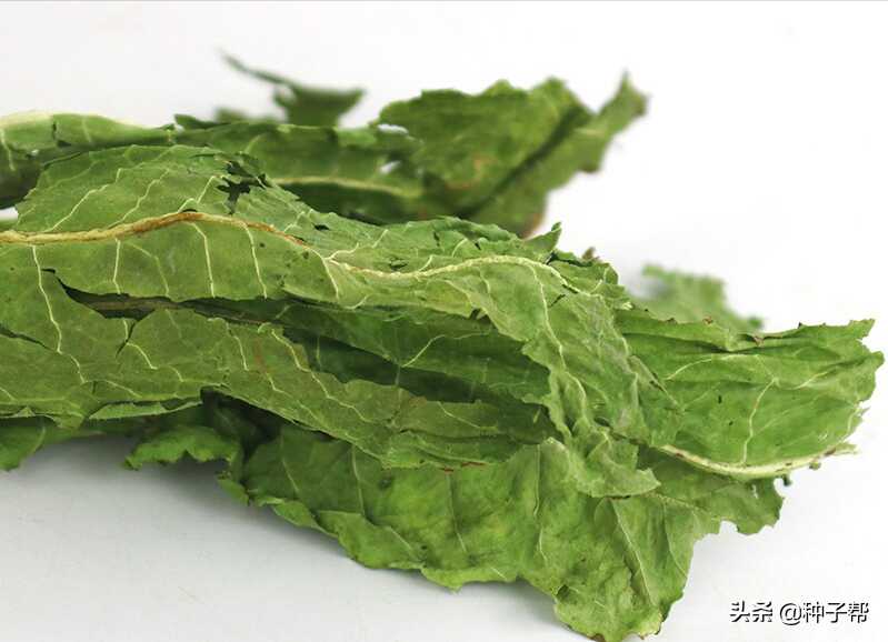 养兔子种植什么牧草最好(适合养兔子的牧草品种)