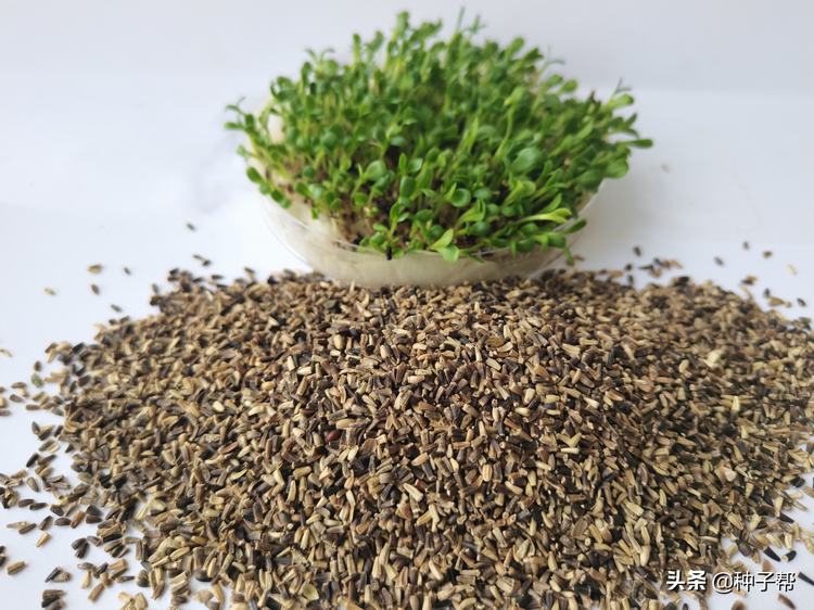 养兔子种植什么牧草最好(适合养兔子的牧草品种)