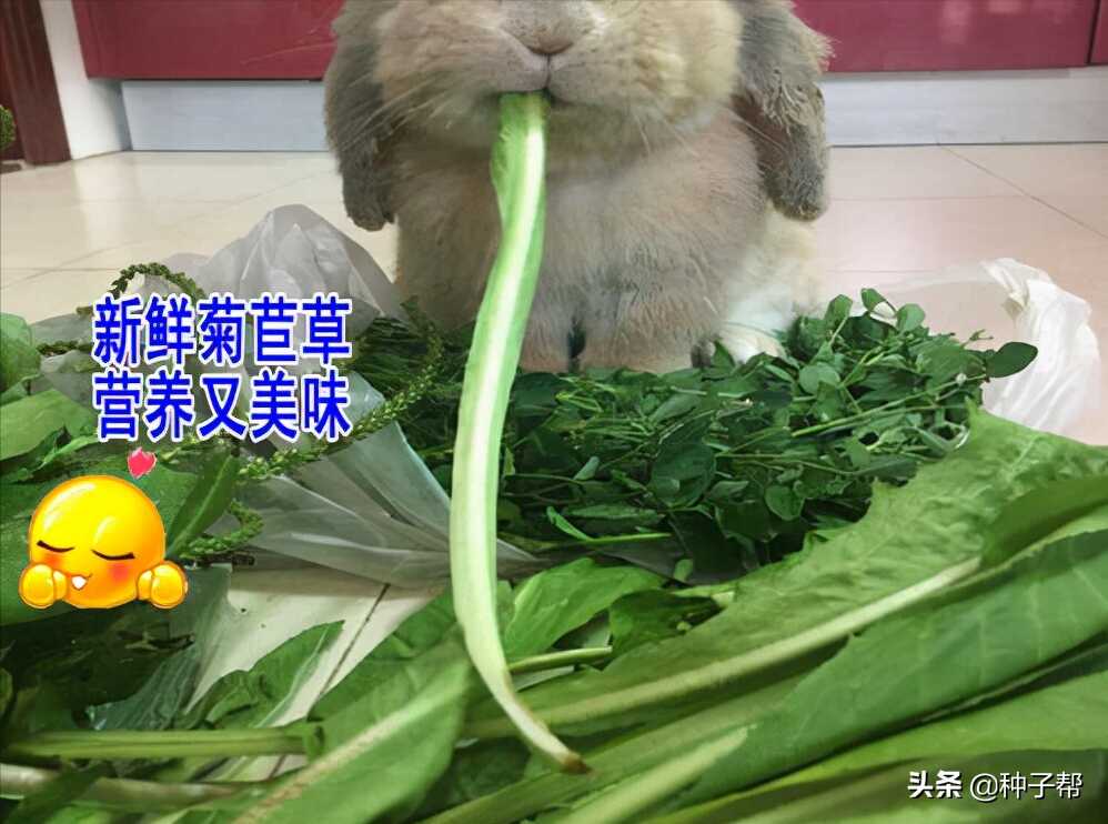 养兔子种植什么牧草最好(适合养兔子的牧草品种)