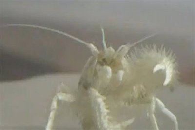 ​喜欢吃细菌的怪物：雪人蟹（基瓦多毛怪长相很奇怪）