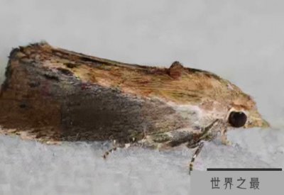 ​听觉最灵敏的动物排名，排第一名是大蜡蛾