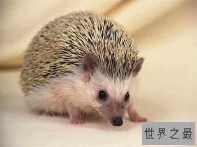 ​可爱的却又脆弱的刺猬 萌萌哒刺猬吃什么食物