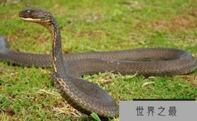 ​眼镜王蛇和眼镜蛇的区别