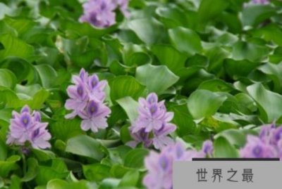 ​十大知名浮水植物，榜首是入侵物种，诗经植物仅排第四(荇菜)