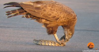 ​南非克鲁格国家公园短趾雕在路中间抓了一条蛇大快朵颐