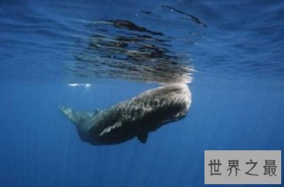 ​鲸图片大全 让你欣赏各种各样的鲸鱼图片
