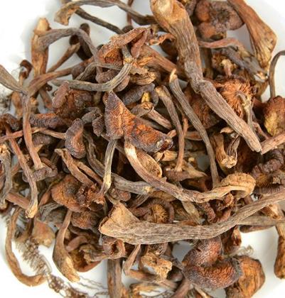 榛蘑是野生的好吗?野生榛蘑的好处 榛蘑是野生的好吗?野生榛蘑的好处