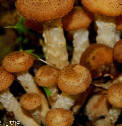 榛蘑是野生的好吗?野生榛蘑的好处 榛蘑是野生的好吗?野生榛蘑的好处