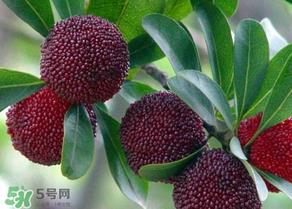 杨梅为什么有虫子？杨梅有虫能吃吗？