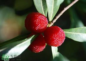 杨梅为什么有虫子？杨梅有虫能吃吗？