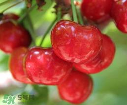 樱桃为什么有一股药味？樱桃有药味怎么办？