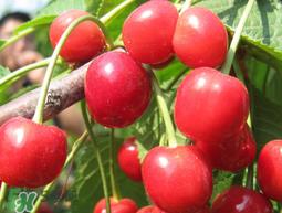 樱桃为什么有一股药味？樱桃有药味怎么办？