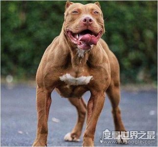 ​美国恶霸犬是最完美的家庭伴侣犬，长相凶猛脾气却好到爆