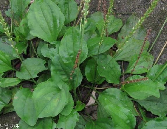 车前草可以经常喝吗？经常和车前草会怎么样？