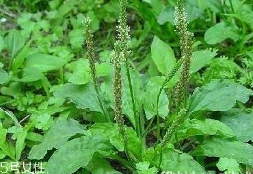 车前草可以经常喝吗？经常和车前草会怎么样？