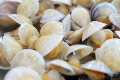 ​海蚌的做法 海蚌怎么做好吃